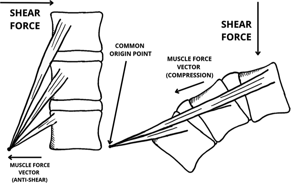 Muscle and spine force vectors.